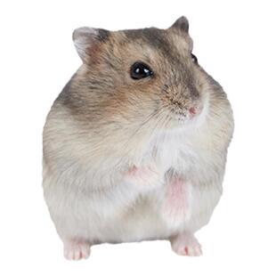 向小希仓鼠活物温顺不咬人成年银狐布丁紫仓老公公活体宠物可繁殖