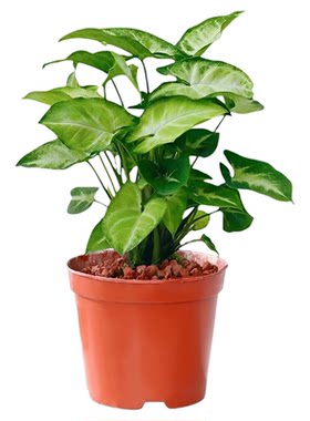 室内植物合果芋红粉绿植好养盆栽