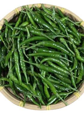 新鲜露天头茬青小米辣朝天椒剁椒