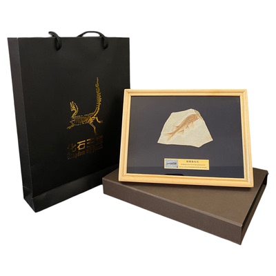 古生物装裱狼鳍鱼化石送人礼品