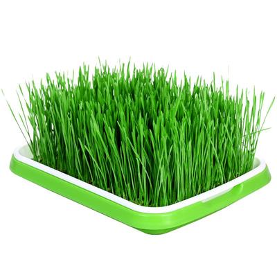 猫草种籽小麦种子虫虫菜园芽苗菜