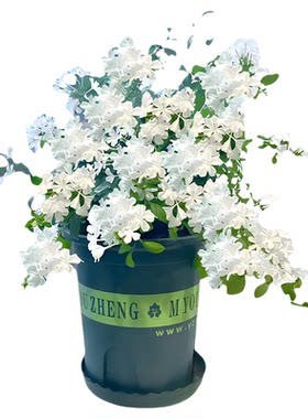 白雪花爬藤花卉蓝雪花盆栽带花阳台庭院四季开花好养花卉耐热植物