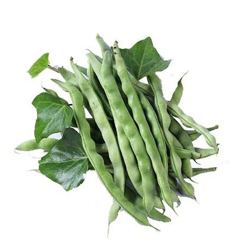 四季豆保鲜发货老品种棒豆
