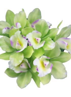 雅韵堂兰花易开花阳台包邮卡特兰