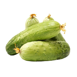 满地爬黄瓜种子水果四季庭院阳台盆栽黄瓜籽种子蔬菜种子黄瓜种子