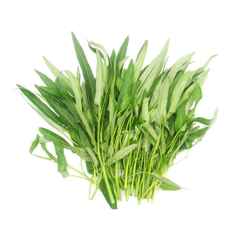 盆栽竹叶夏季耐热空心菜种子