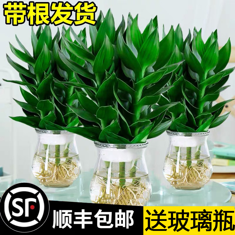 水中植物桌上富贵竹高端观音竹禄植盆栽客厅寓意好的水里养的水培