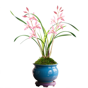 【市长红】兰花苗浓香建兰客厅盆栽带花苞国兰四季兰名贵绿植室内