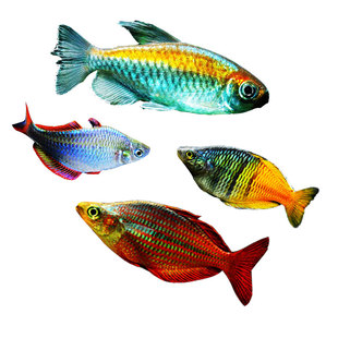 刚果电光苹果鸽子蓝精灵火麒麟美人鱼活体 热带观赏淡水灯科鱼