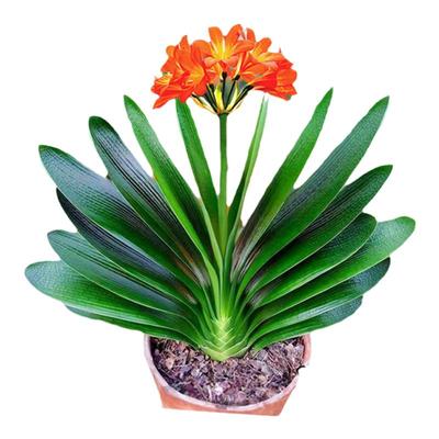 精品君子兰盆栽四季好养花卉植物