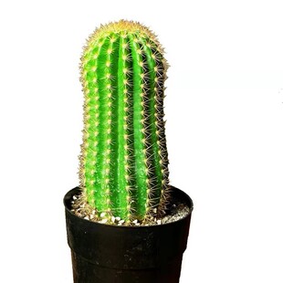 实生毛花柱组合飞碟开大花的仙人球彩草丽花仙人掌室内盆栽美观