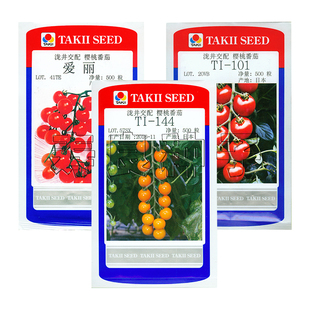 小番茄种子爱丽09R*144*101水果樱桃西红柿日本泷井种孑蔬菜种籽