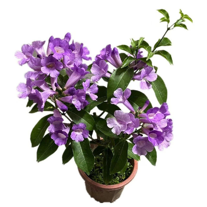 蒜香藤花苗爬藤植物紫花阳台庭院室外花卉盆栽春秋开花植物紫铃藤