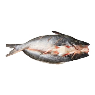 新鲜清江开背鱼活鱼冷冻商用烤鱼半成品鲜活腌制整条 800-900半天