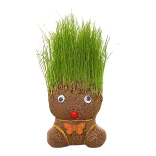 桌宠草头娃娃开花草绿植物水培小盆栽小草娃娃室内儿童创意水培