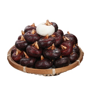 广西新鲜马蹄荸荠5斤特大果大个红地栗地梨农家水果蔬菜荔浦现挖3