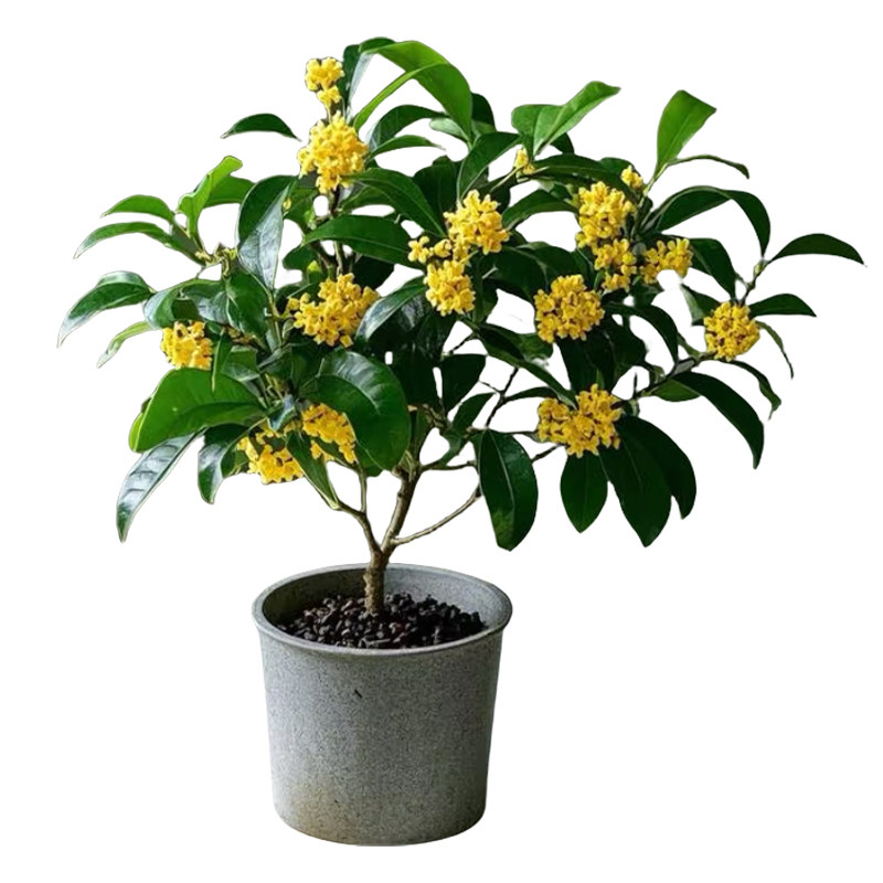 四季桂花树盆栽浓香型室内阳台