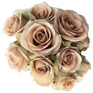 失忆又叫尼古拉斯的初恋 复古色超勤切花月季品种阳台庭院盆栽