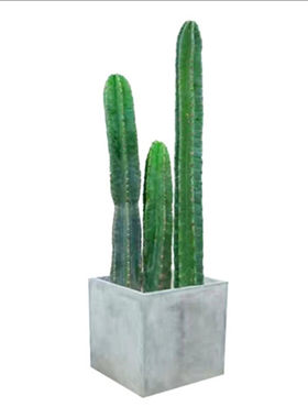 量天尺龙骨仙人掌多肉植物
