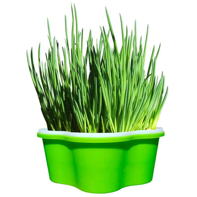 新款小号大蒜芽苗菜神器无土栽培