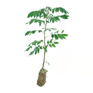 广西正宗龙眼树苗嫁接苗石硖四季储良龙眼果苗树带叶子带原土发货