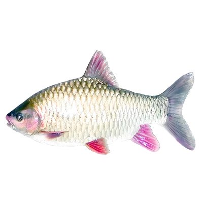 【正宗青竹鲤】原生溪流鱼