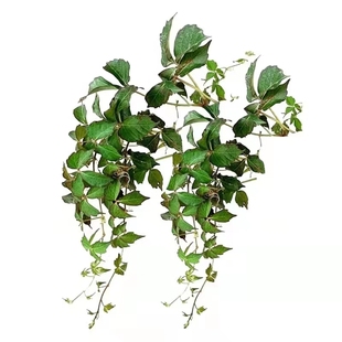 爬山虎爬藤植物四季爬墙虎苗【爬山虎种子】三叶五叶爬山虎种籽