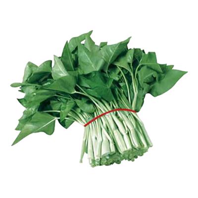 3包方震空心菜种子白梗通心菜种