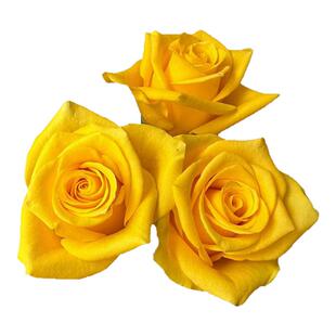 契机月季花苗四季浓香灌木大花苗阳台盆栽庭院地栽切花玫瑰欧月