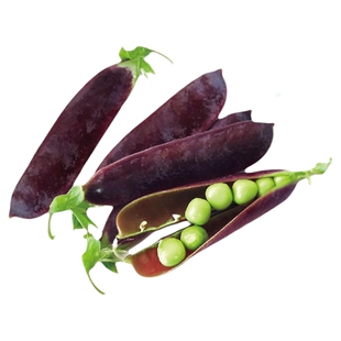 紫荚豌豆种子甜脆豌豆种籽苗种碗豆孑种碗豆四季寿光种籽甜豆种籽