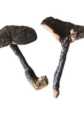 野生紫灵芝干货带柄中小个紫灵芝