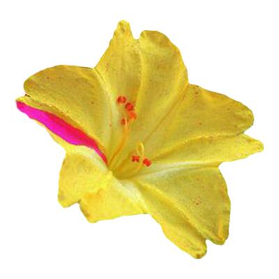 五彩紫茉莉种子10粒满19元包邮