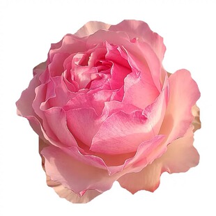 佩尔朱克灌木大花粉色浓香欧月多季开花月季花苗庭院阳台种植耐寒