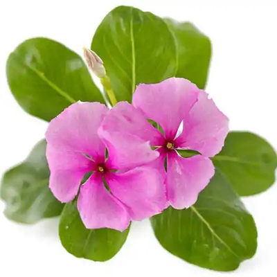 长春花种子日四季室内庭院