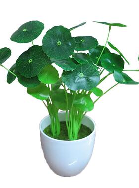 小荷叶拍摄道具铜钱草植物插花