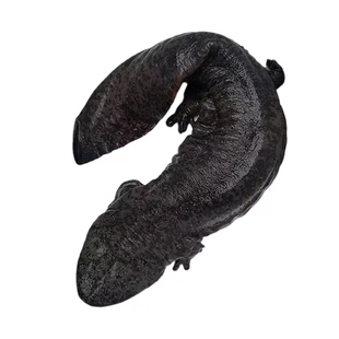 8斤一条汉中娃娃鱼鲜活生鲜生态养殖食用淡水冷水鱼送礼顺丰包邮