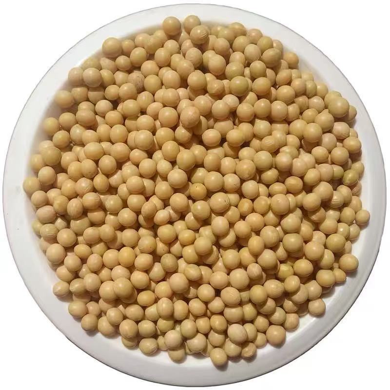 2025年新黄豆非转基因大豆发豆芽打豆浆东北新鲜黄豆腐便宜高蛋白