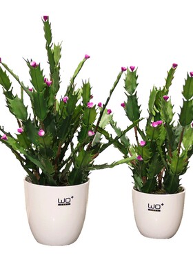5折清仓仿真绿植盆栽电脑桌面花