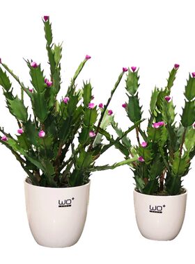 5折清仓仿真绿植盆栽电脑桌面花