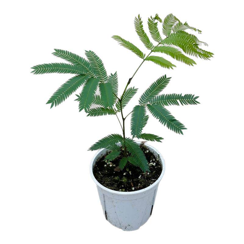 花与花器 密叶猴耳环 小豆树 进口籽播苗 室内外观叶绿植物盆栽