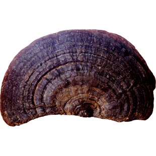 老谷头生灵芝户外生长无柄赤芝赤灵芝红芝林芝元精芝灵芝片