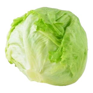 结球生菜奶油圆生菜西餐汉堡火锅用包心沙拉新鲜蔬菜圆西生菜种子