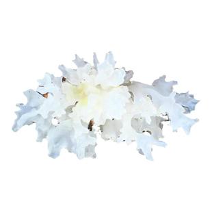 青川农家特产干货野山椴木白木耳雪耳孕妇糯耳无硫非古田通江银耳