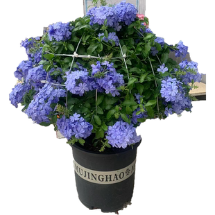 蓝雪花盆栽大苗棒棒糖爬藤植物带花发货阳台耐热植物兰雪好养花卉