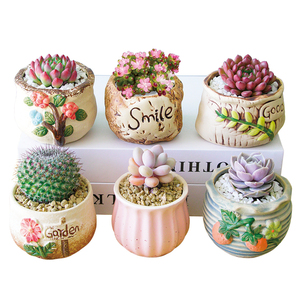 多肉植物组合室内小盆栽玉露桃蛋带陶瓷花盆土老桩高端仙人球室内