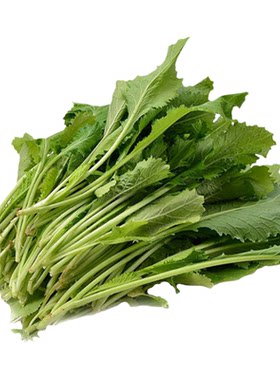 适合冬天种的菜雪里蕻