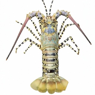 东山岛野生海鲜特大龙虾活冻大花龙澳洲龙虾大青龙虾年货礼品盒装