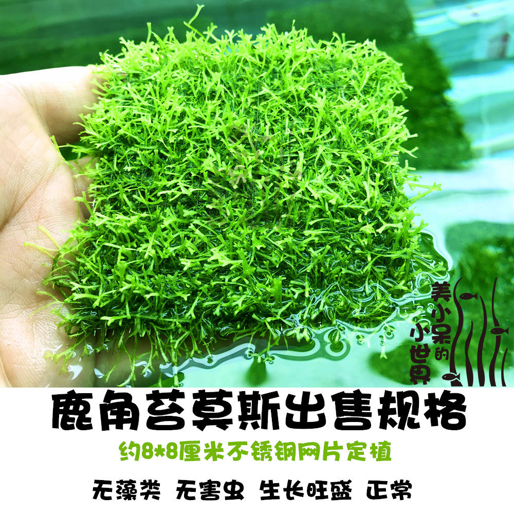 迷你鹿角苔水草垂泪松茸火焰珊瑚莫斯鹿角苔凤尾苔美凤坨草莫斯球