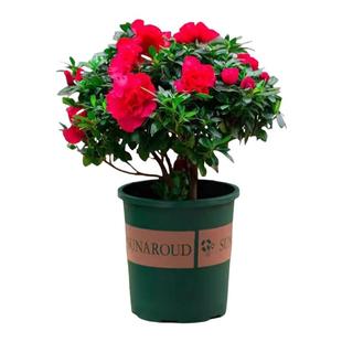 【带花苞原土】杜鹃花苗盆栽花卉植物室内外客厅阳台绿色植物盆景