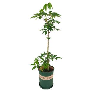 保萝日本大叶伞室内盆栽老桩观叶北欧网红植物易养除甲醛一物一拍